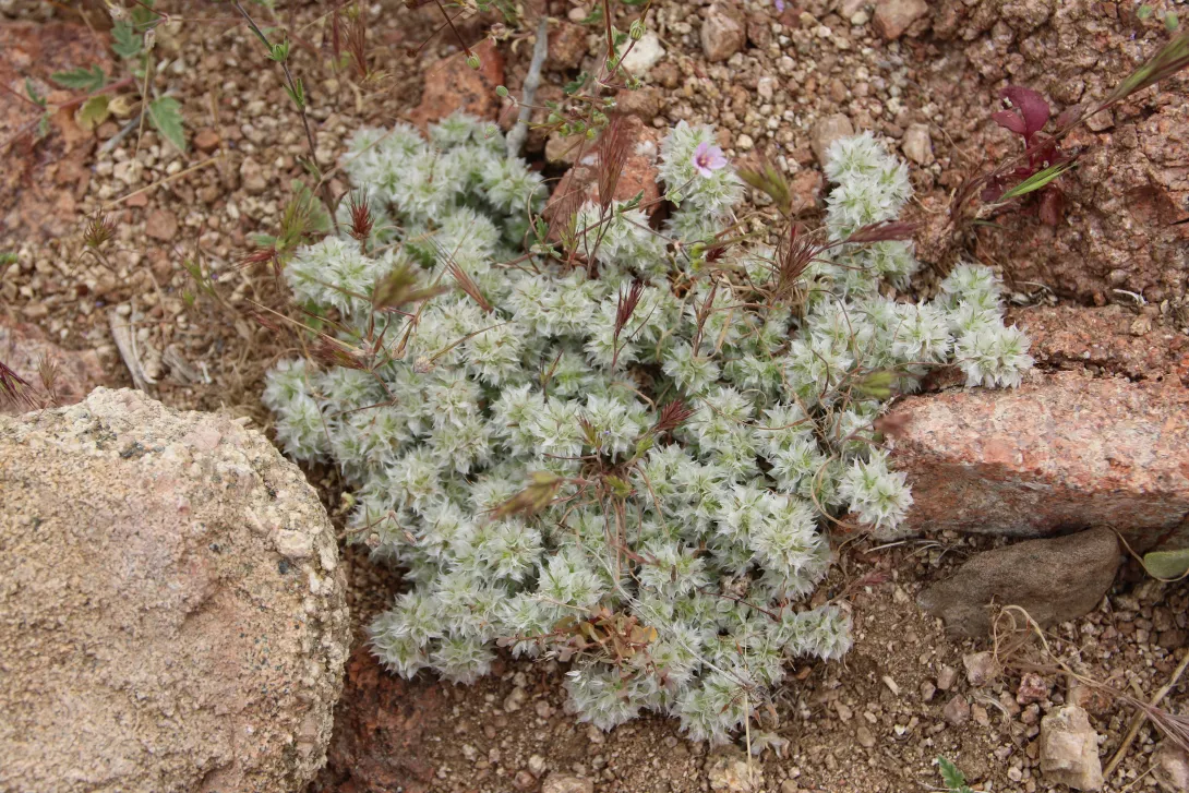 Whole plant