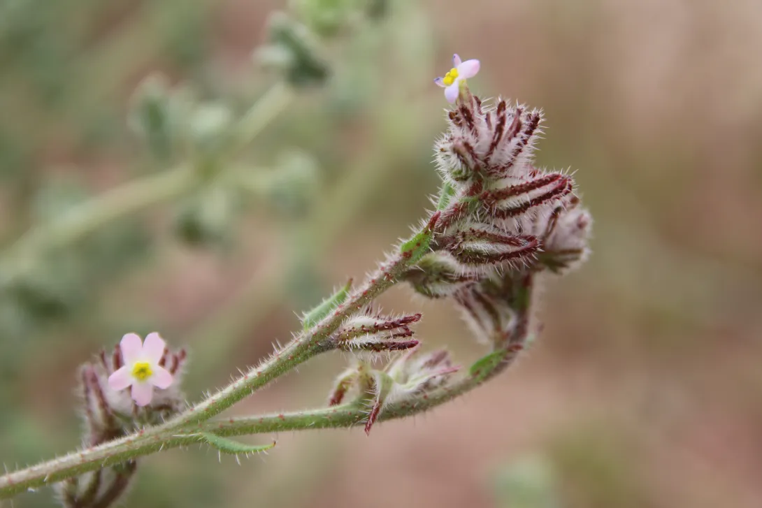 Flowers of Anchusa milleri