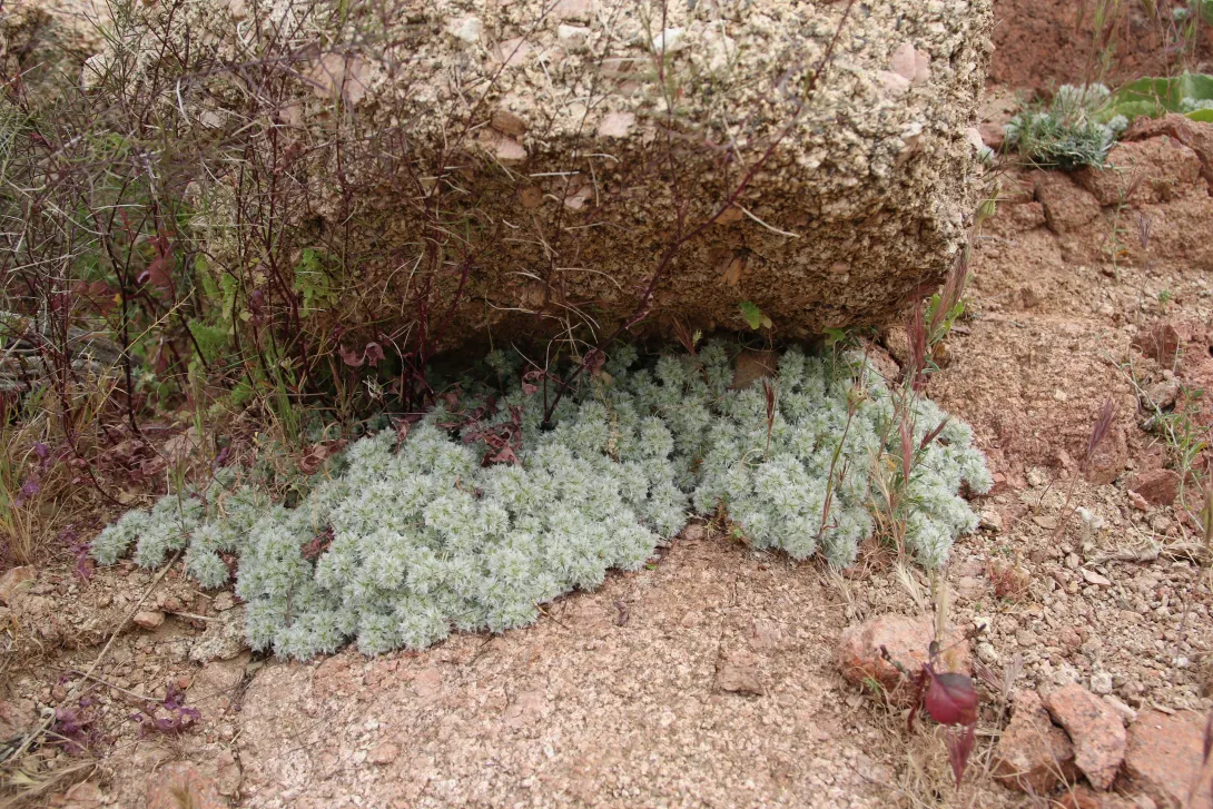 Whole plant