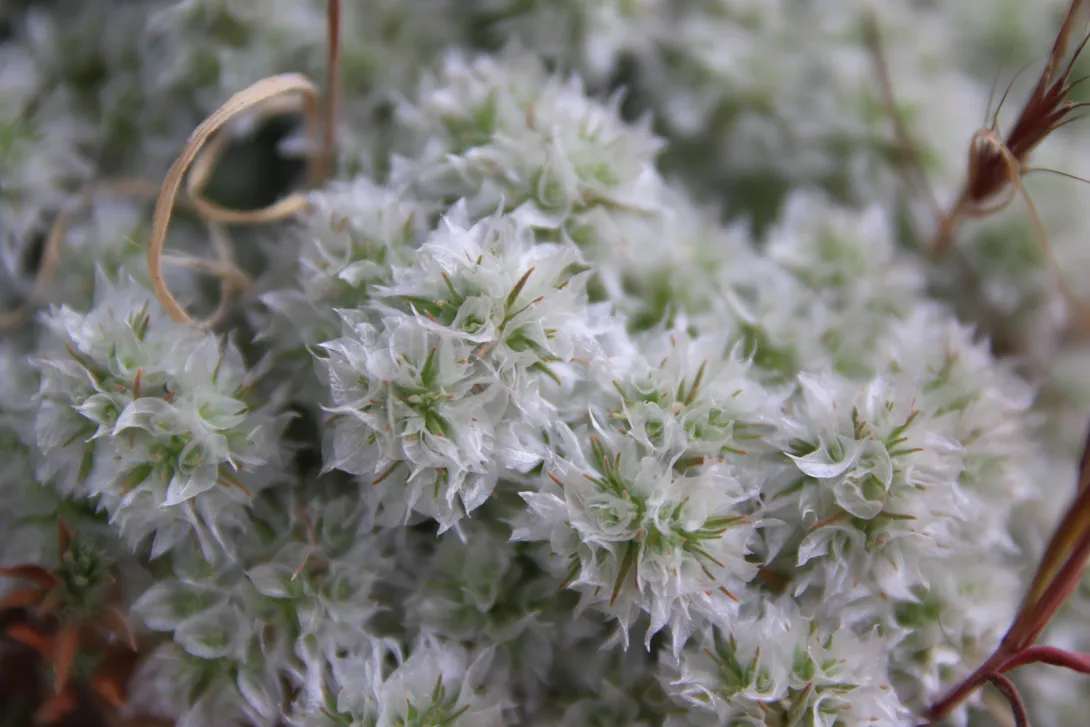 Whole plant