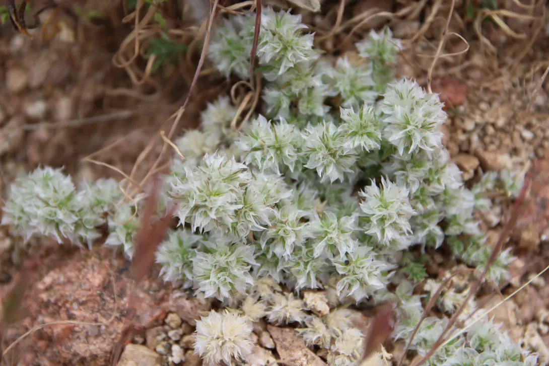 Whole plant