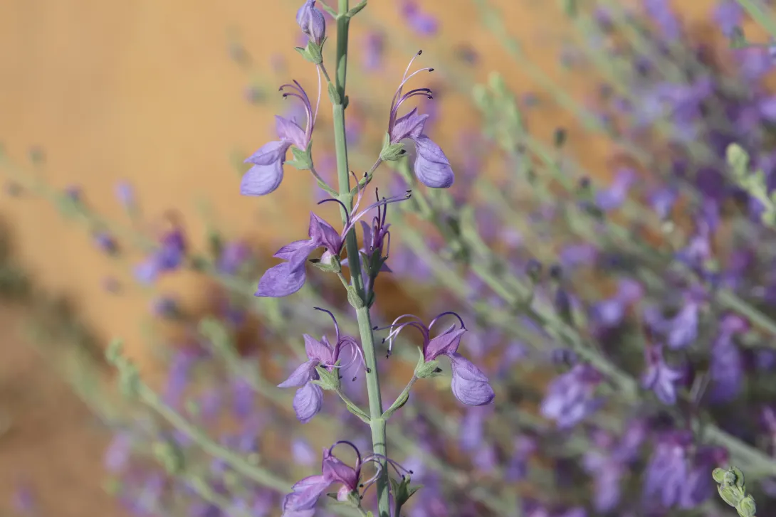Teucrium oliverianum flowers