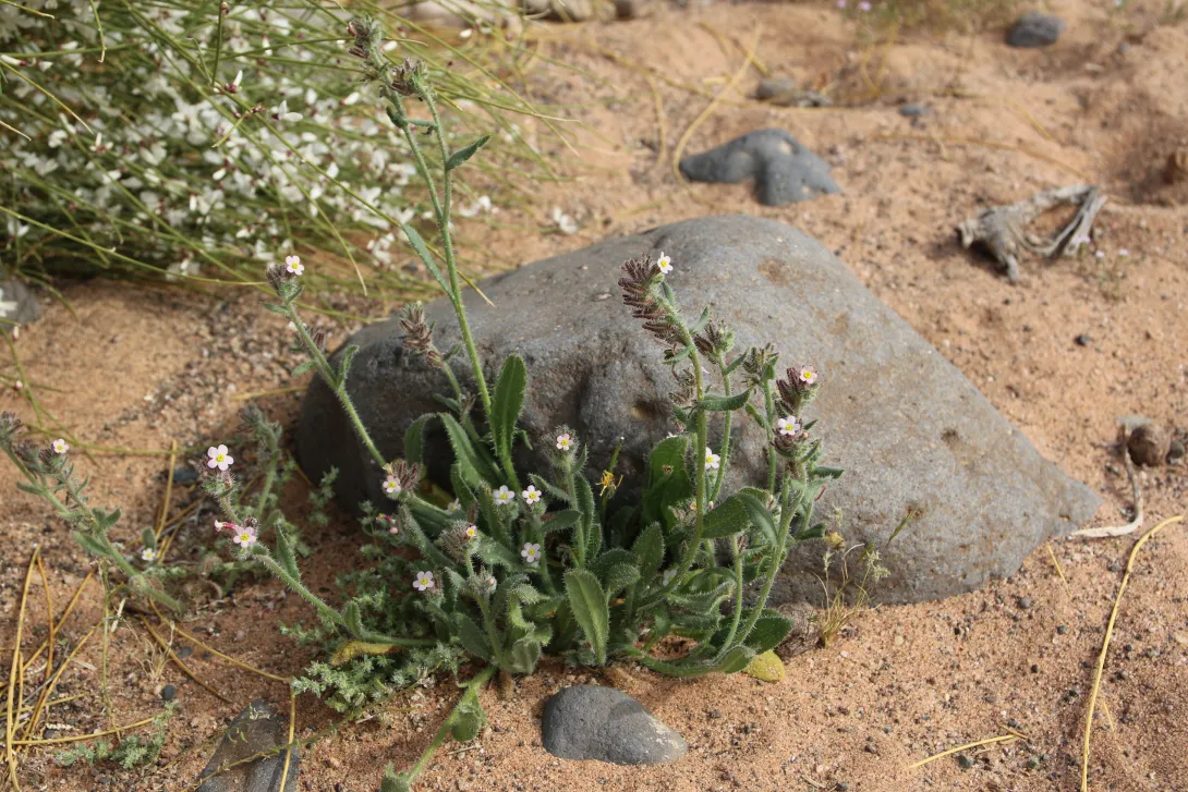 Whole plant