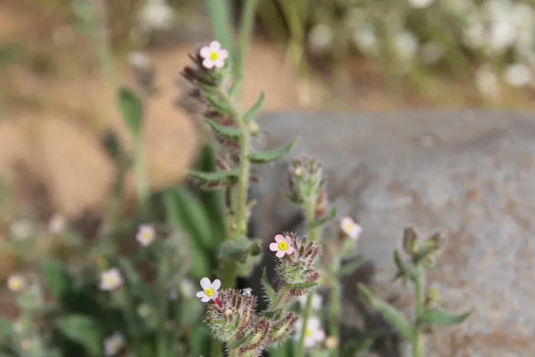 Flowers of Anchusa milleri