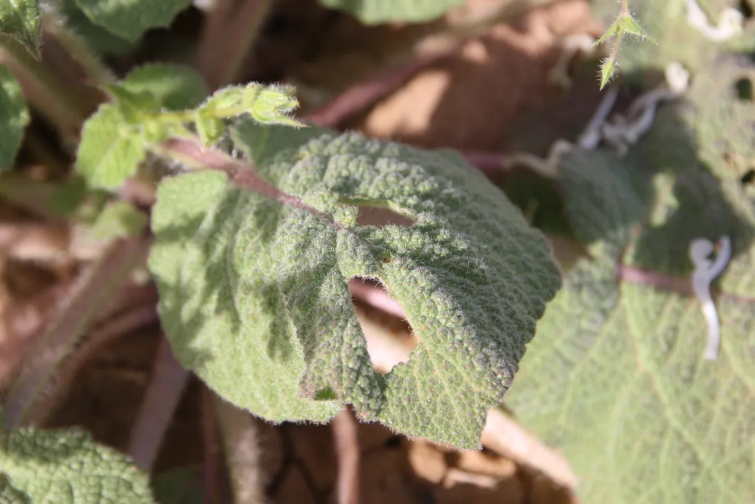 Salvia spinosa leaf