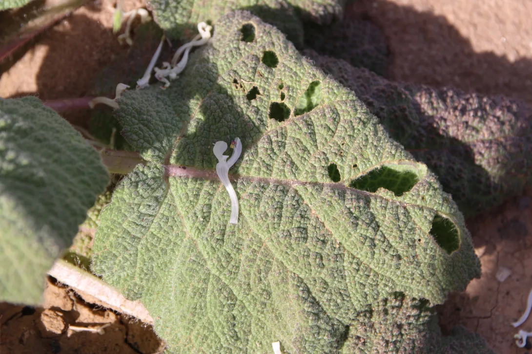 Salvia spinosa leaf