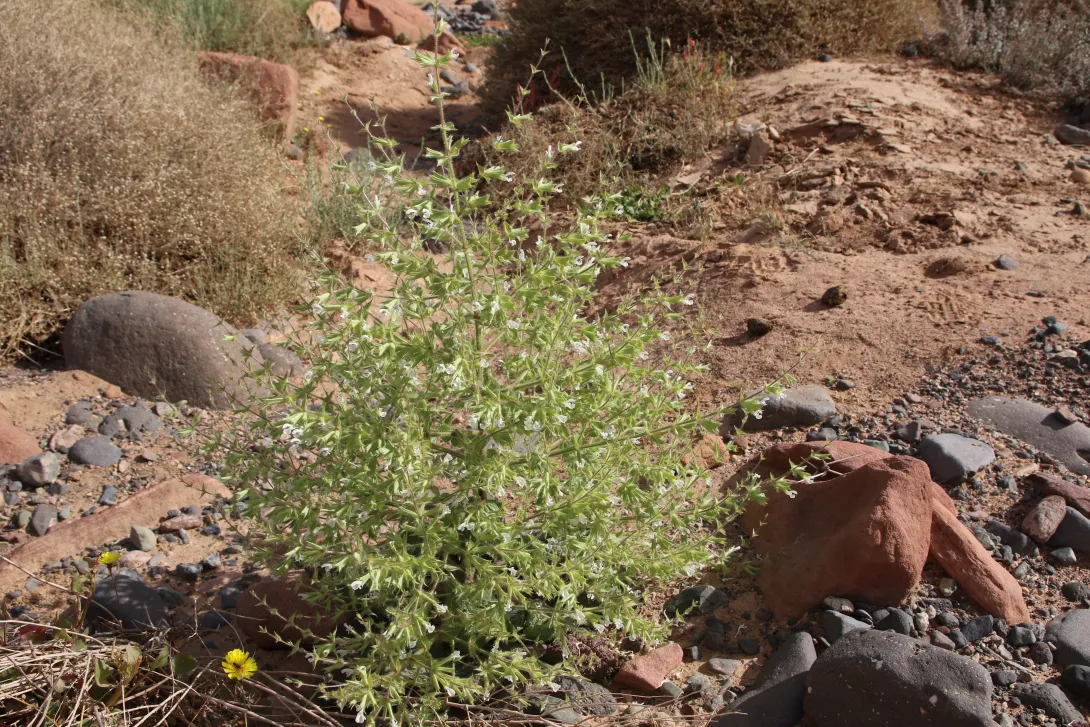 Whole plant