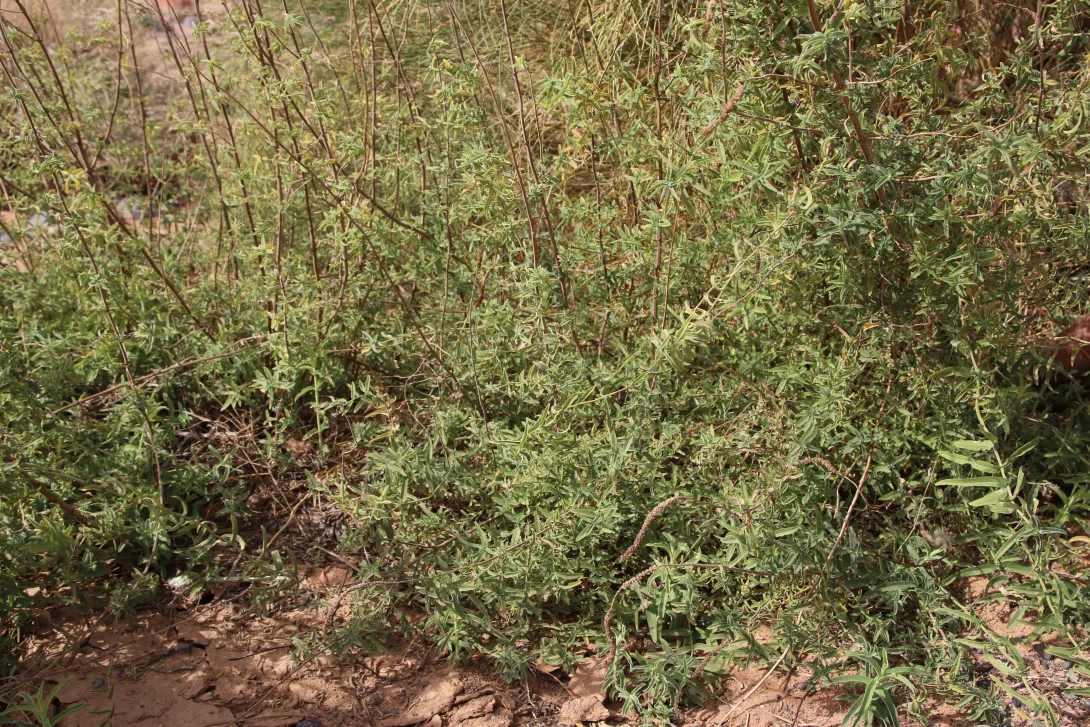 Whole plant