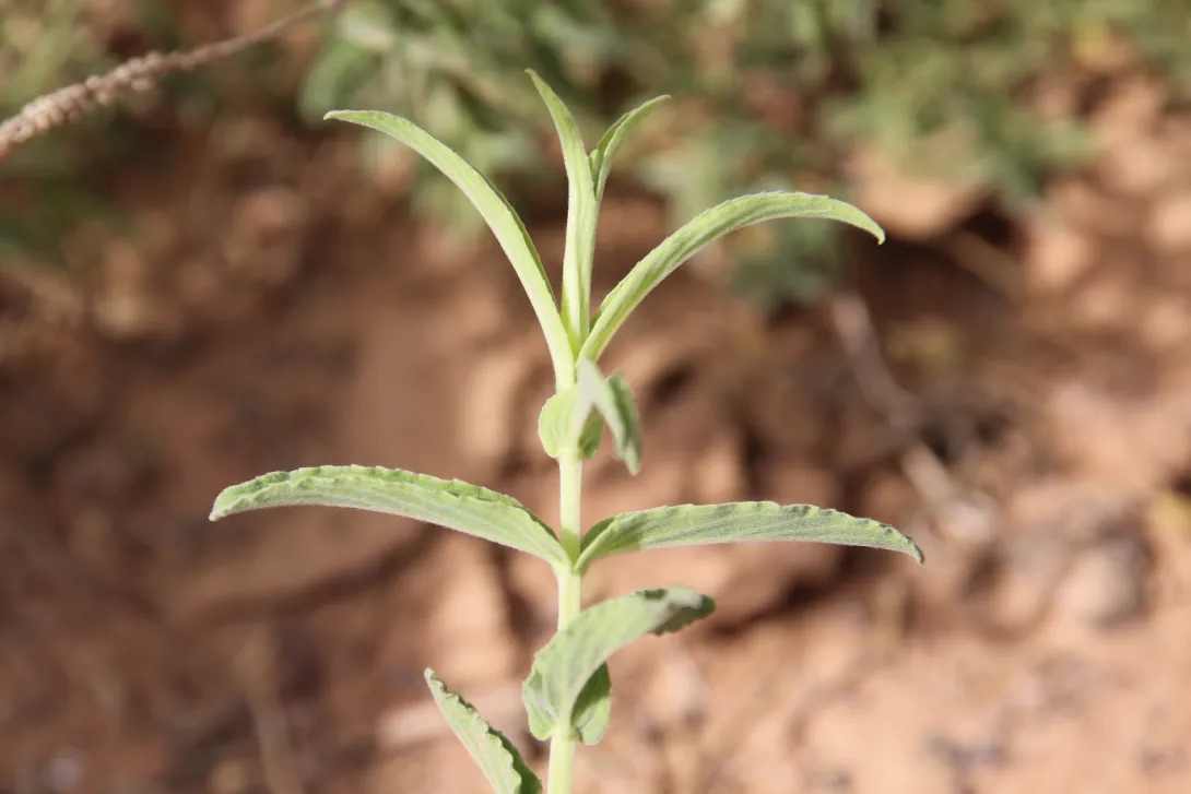 Mentha longifolia leaves