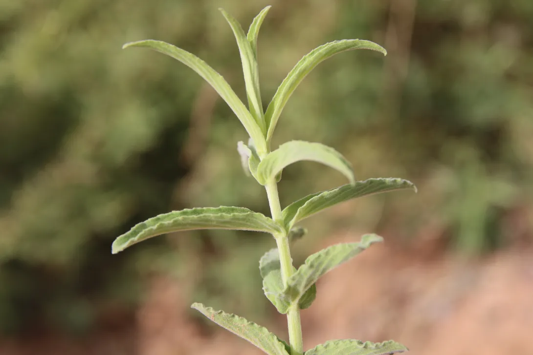 Mentha longifolia leaves