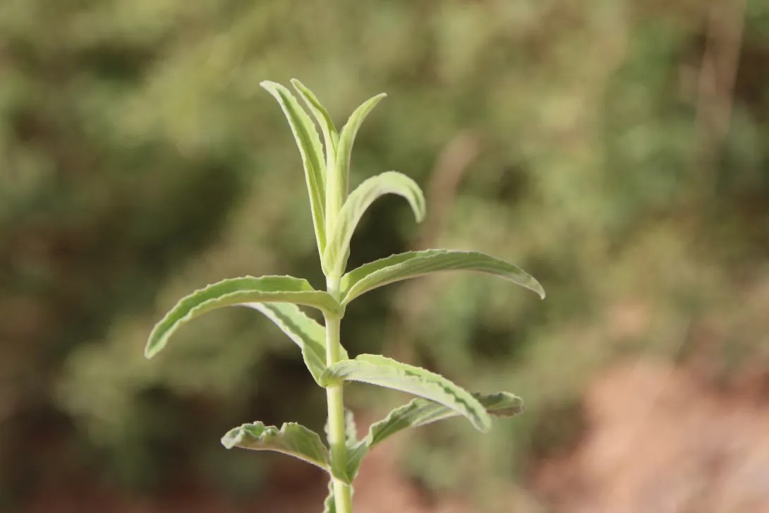 Mentha longifolia leaves