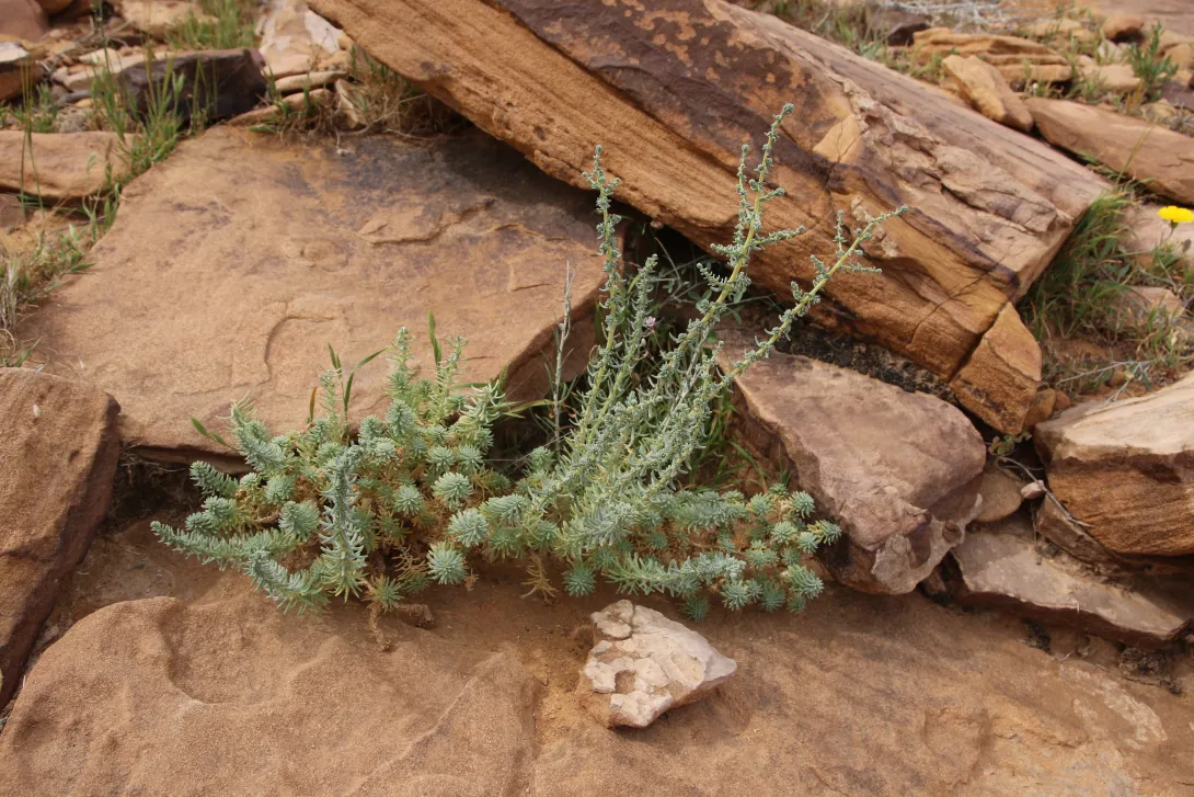 Whole plant