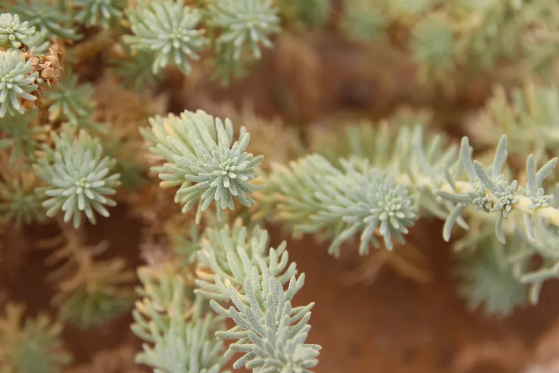 Reaumuria hirtella leaves