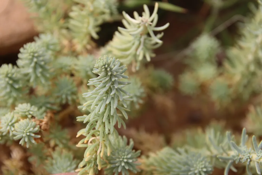 Reaumuria hirtella leaves