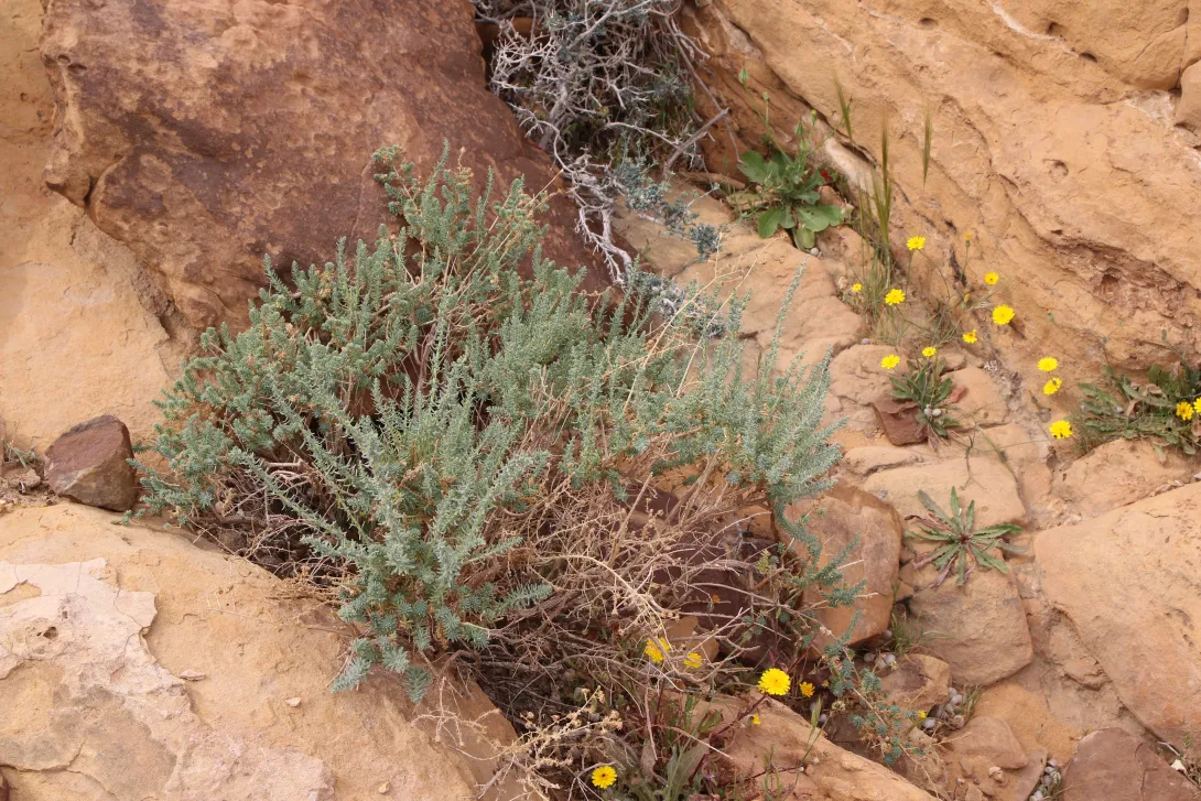 Whole plant
