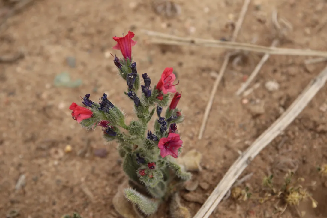 Whole plant