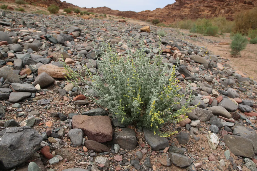 Whole plant