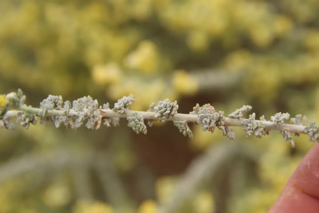 Artemisia judaica leaves
