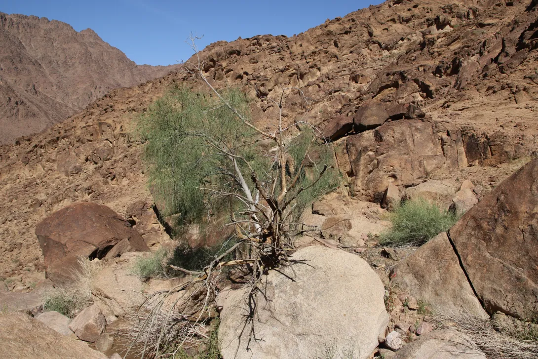Whole plant