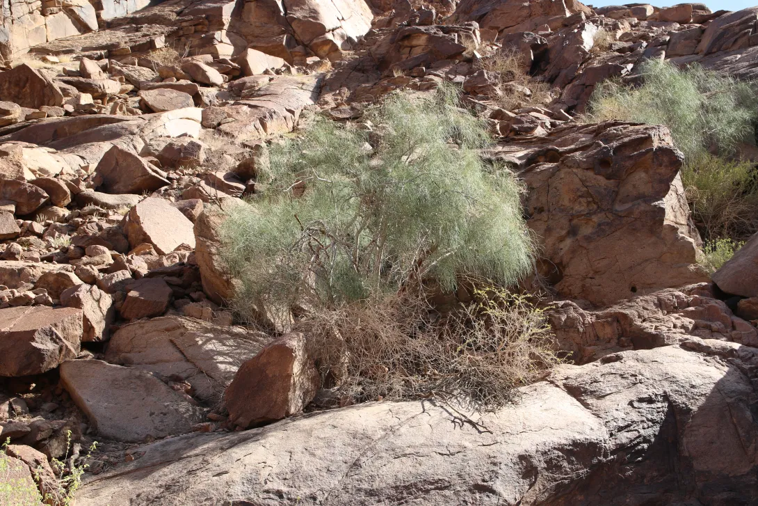 Whole plant