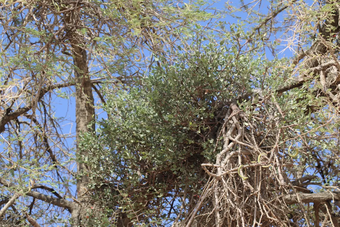 Whole plant