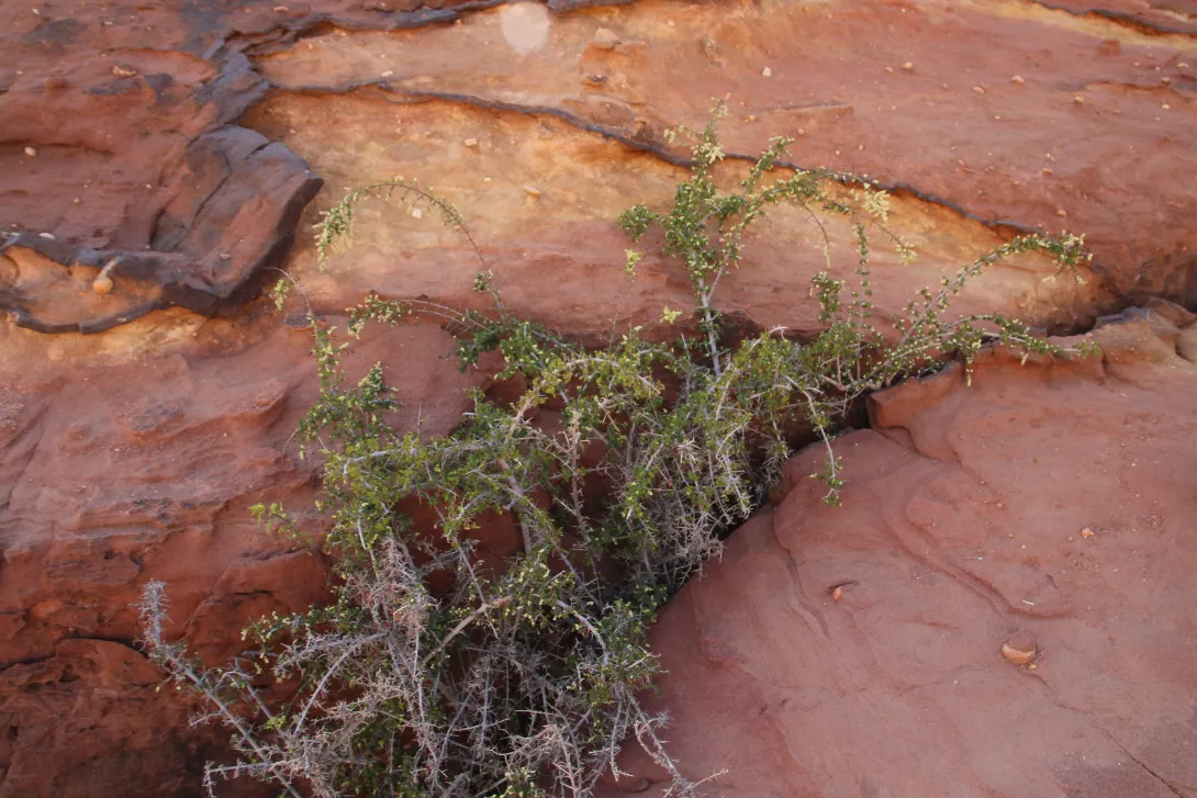 Whole plant
