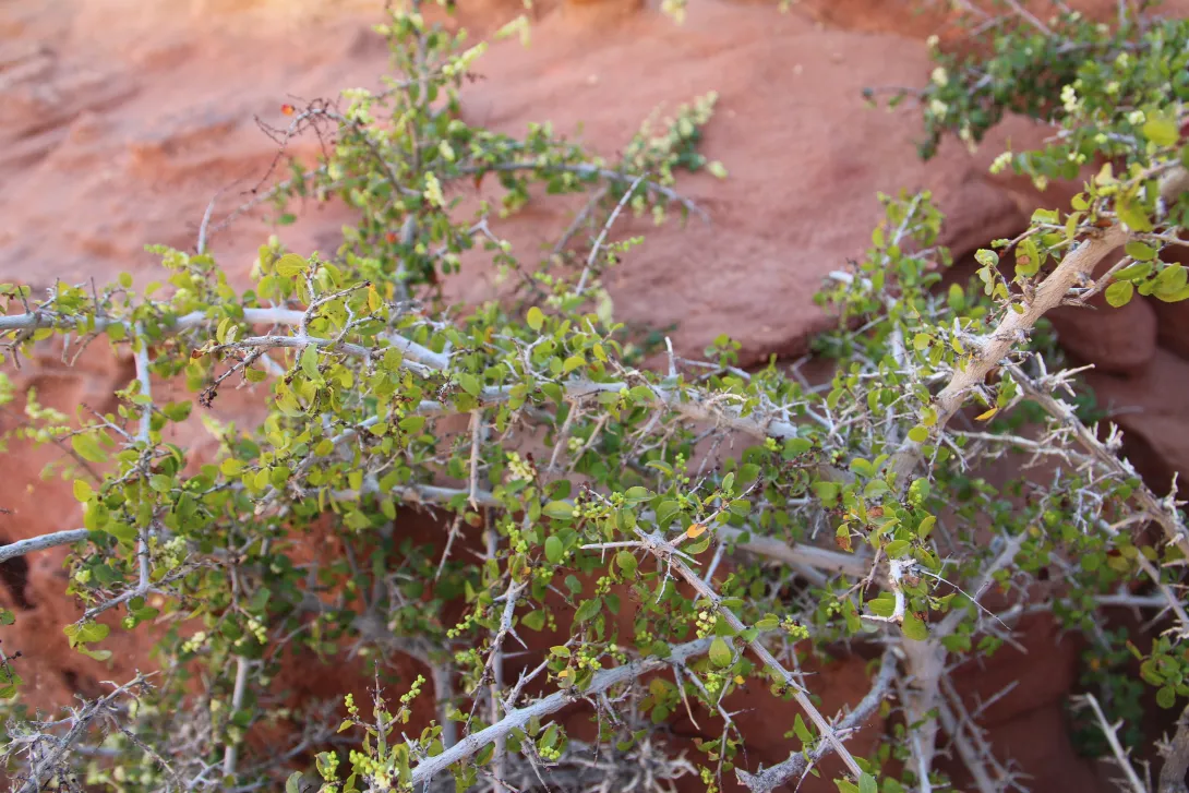 Whole plant