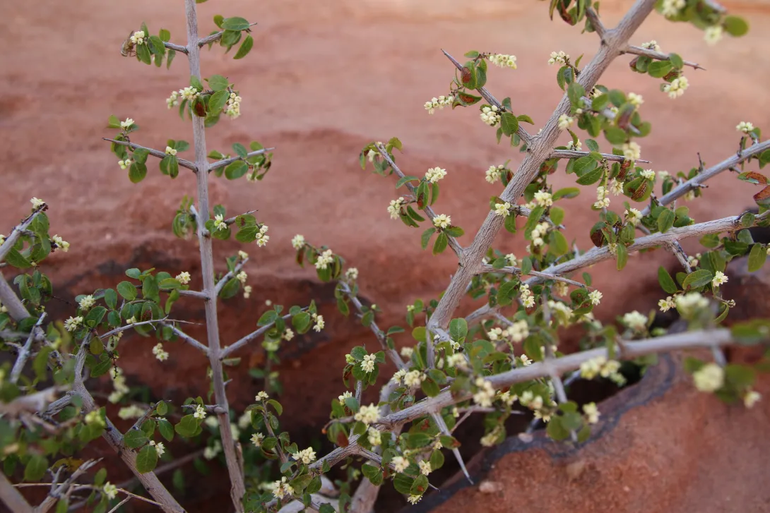 Sageretia thea flowers