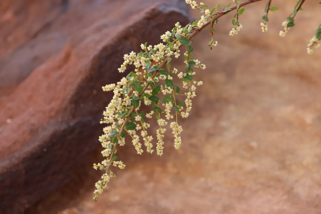 Sageretia thea flowers
