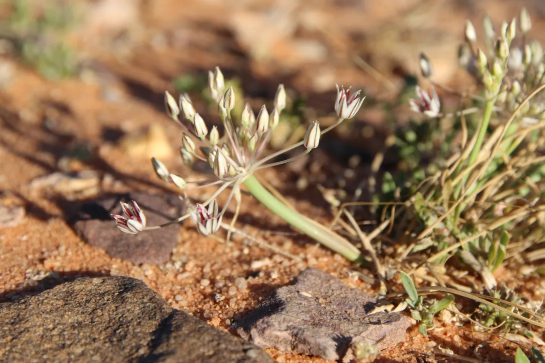Flowers of Allium sindjarense