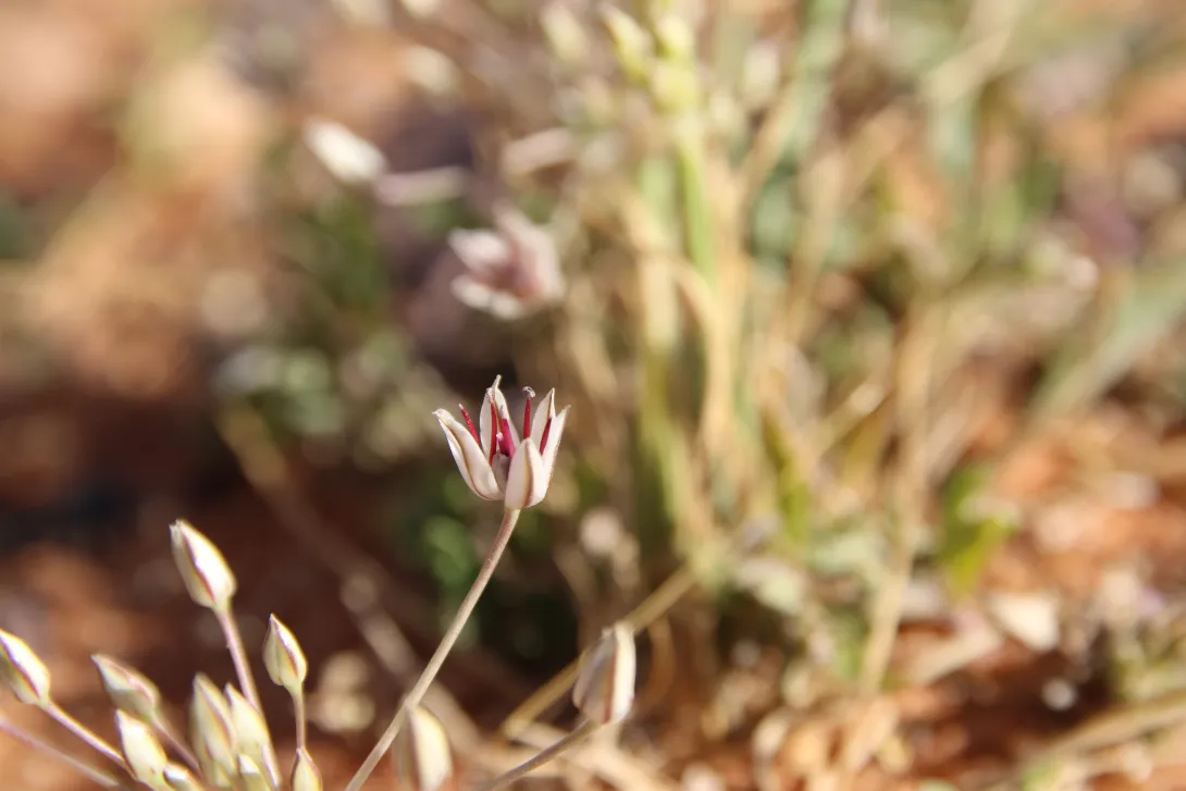 Flower of Allium sindjarense