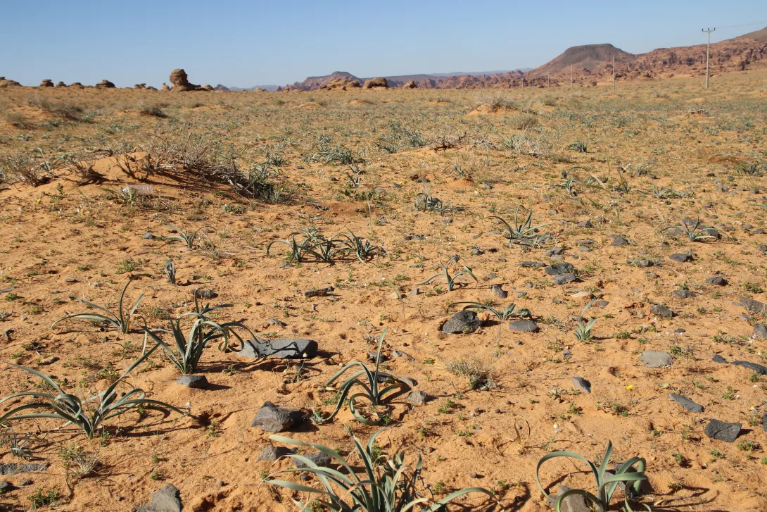 Pancratium sickenbergeri in Sandy plains and dunes of Harrat Uwayrid