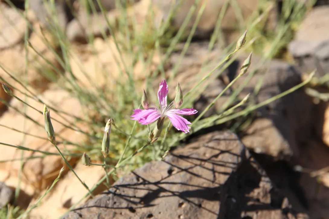 Dianthus strictus flower