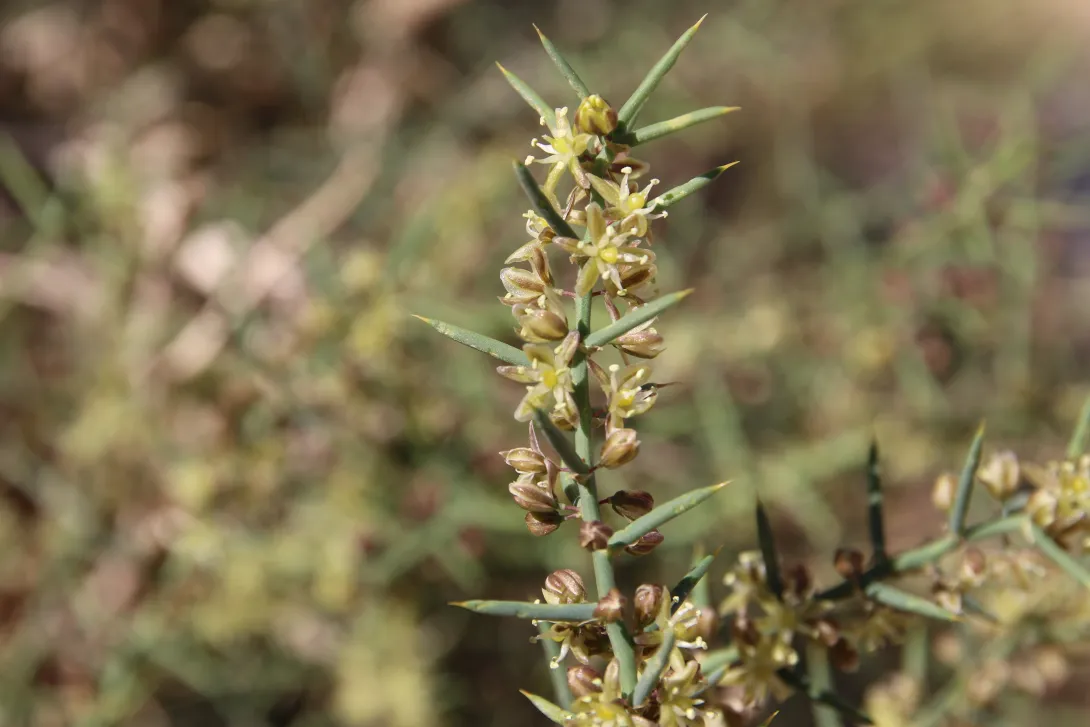 Asparagus horridus flowers