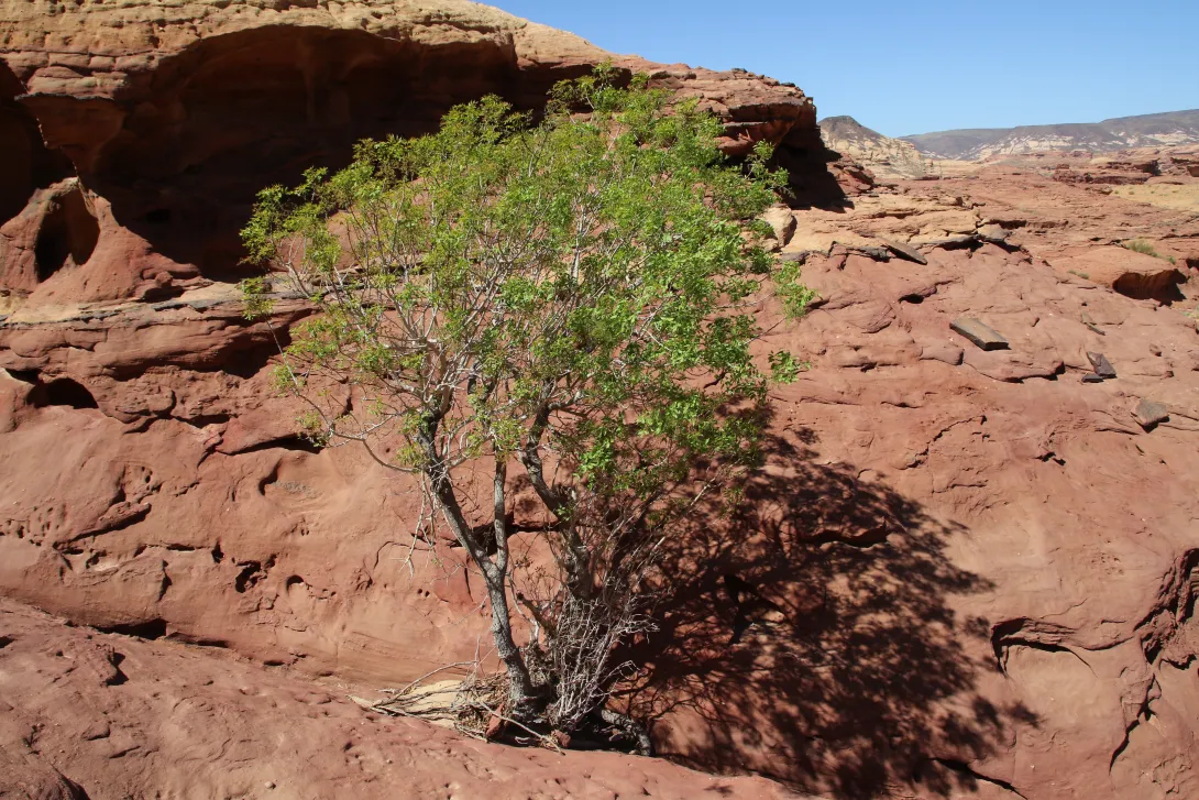 Whole plant