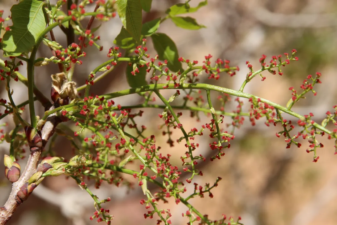Pistacia khinjuk flowers