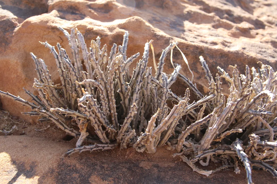 Whole plant