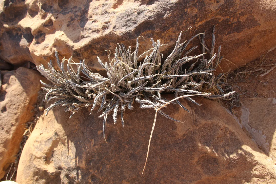 Whole plant