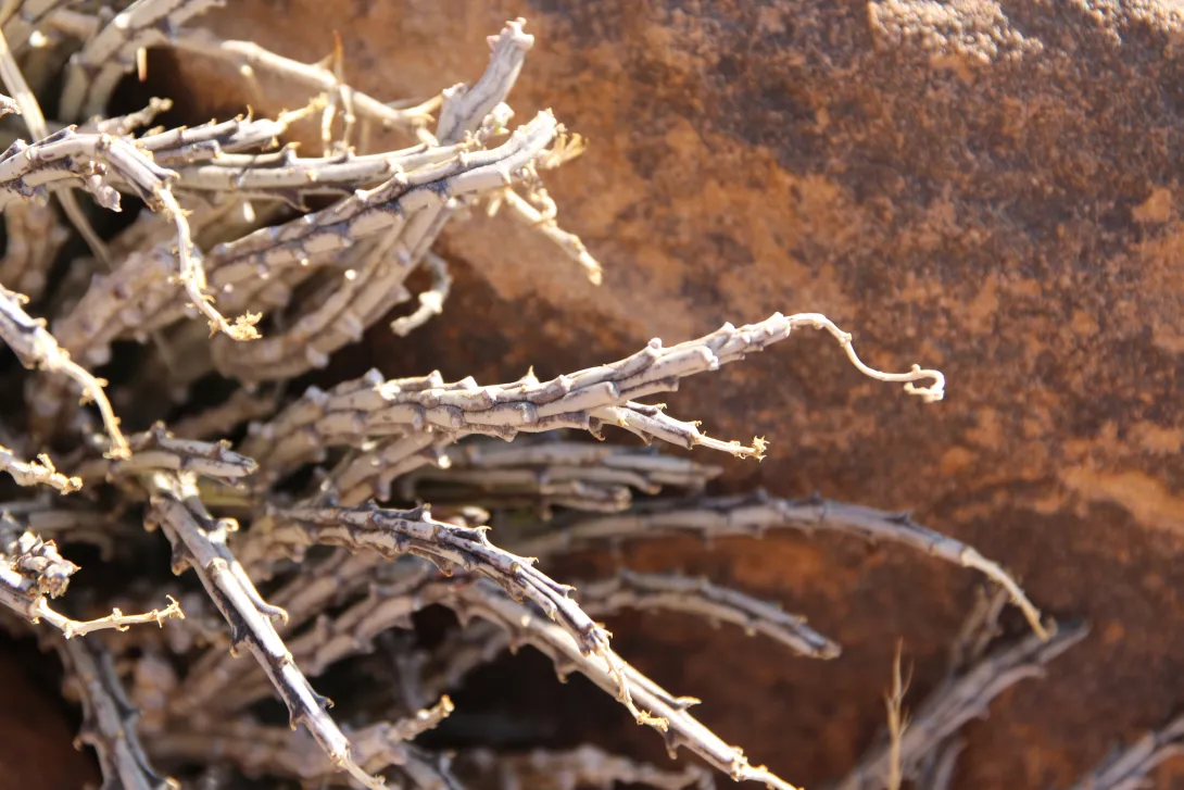Whole plant