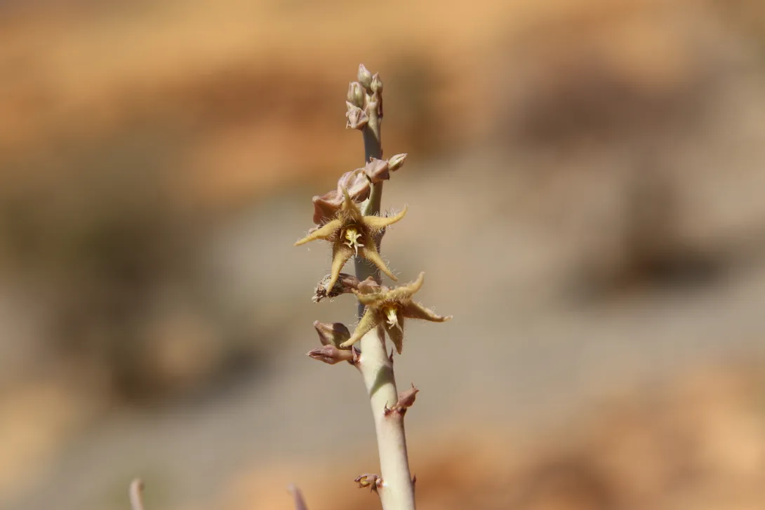 Caudanthera sinaica flower