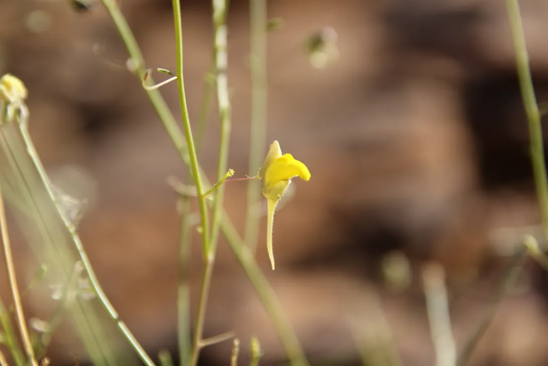 Kickxia pseudoscoparia flower