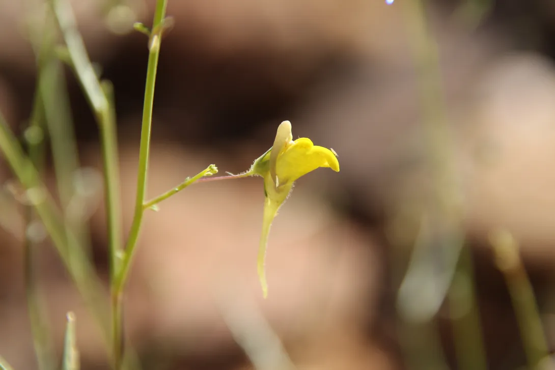 Kickxia pseudoscoparia flower