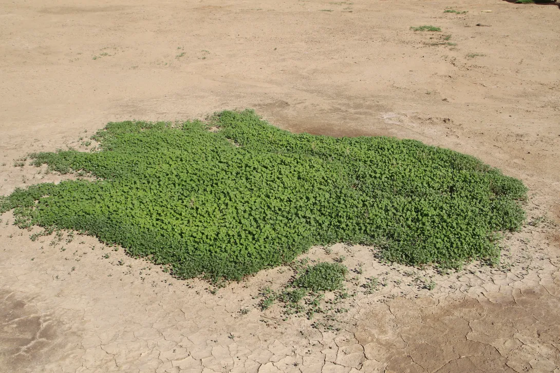 Whole plant