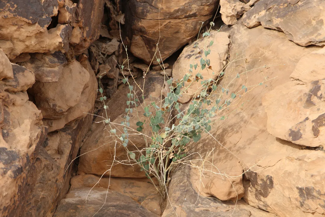 Whole plant