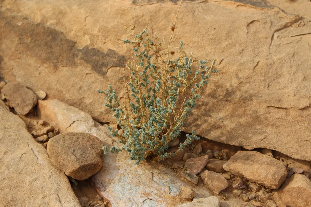 Whole plant