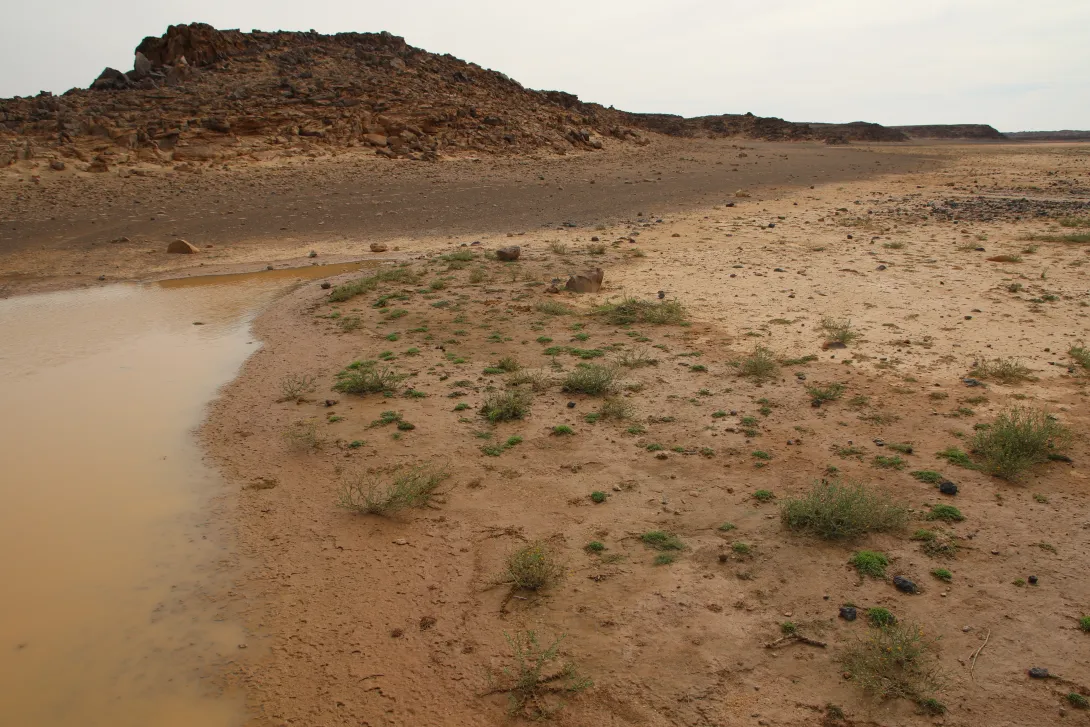 Pulicaria undulata on ephemeral flooded depressions