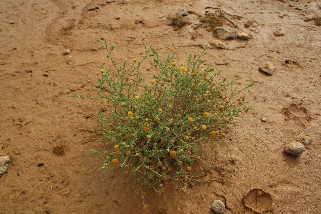 Whole plant