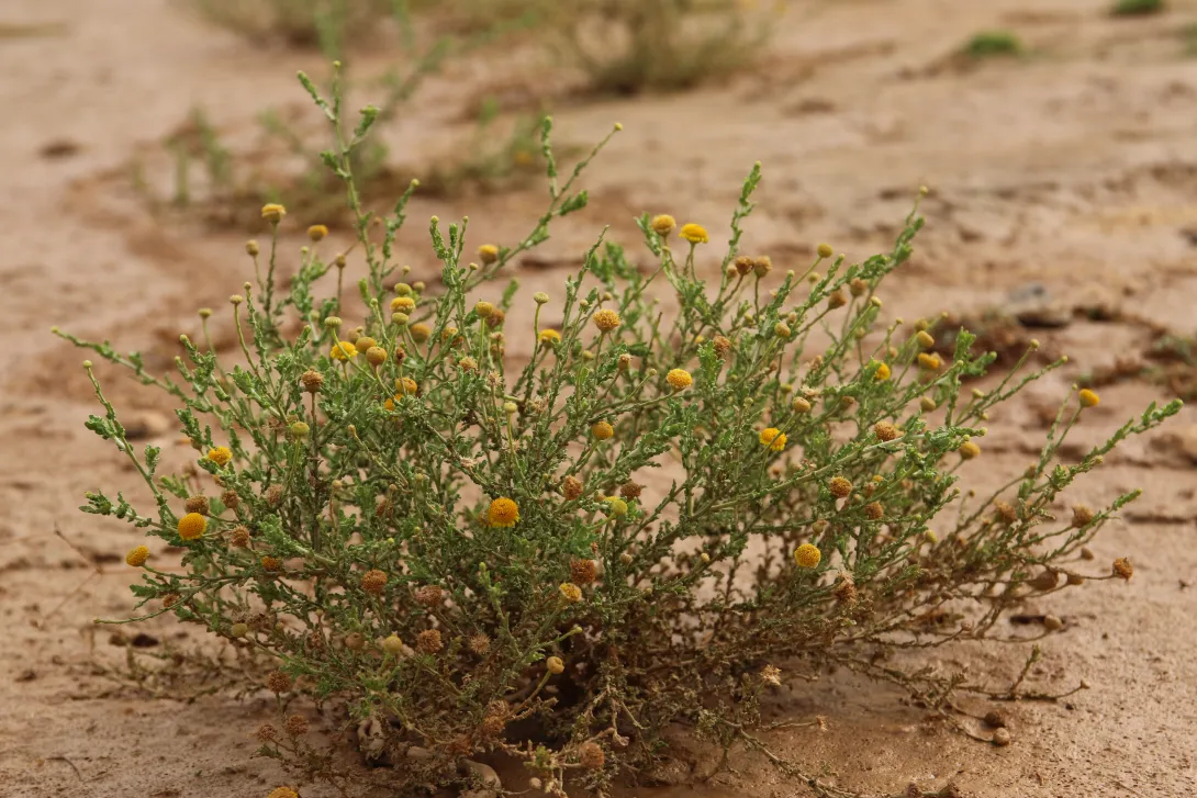 Whole plant