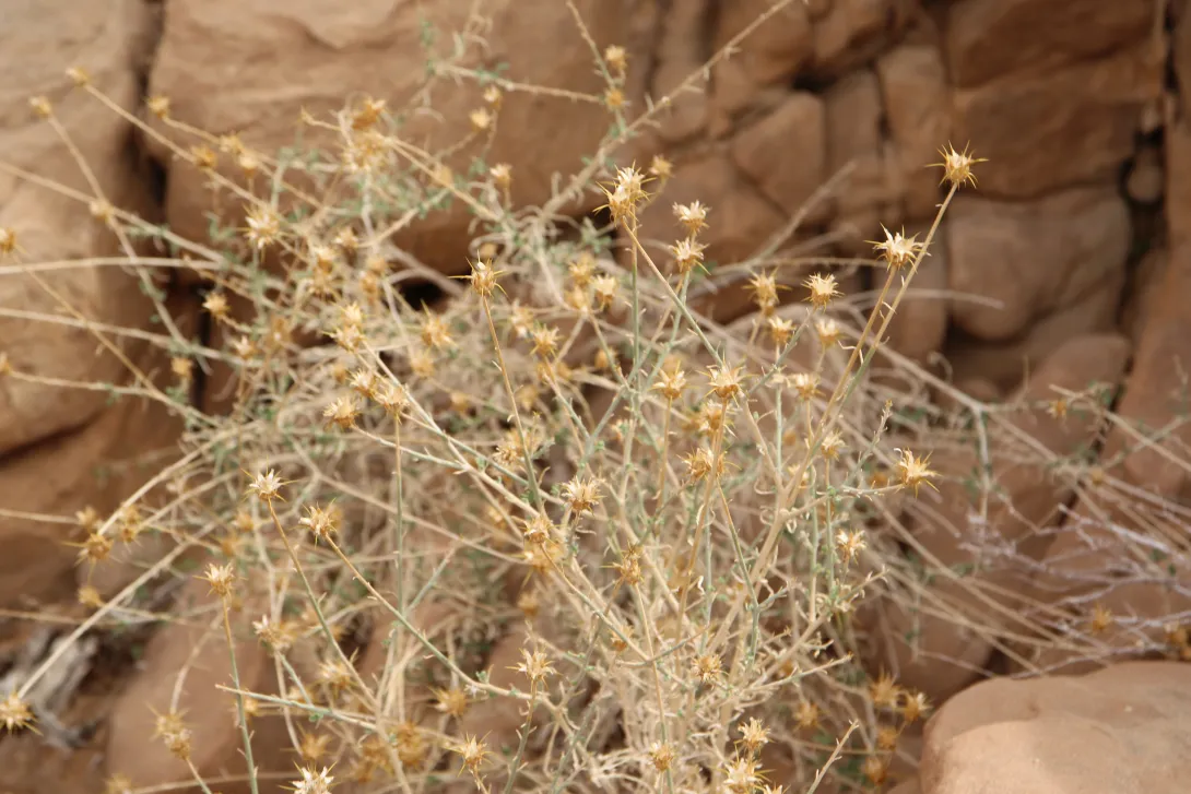Whole plant