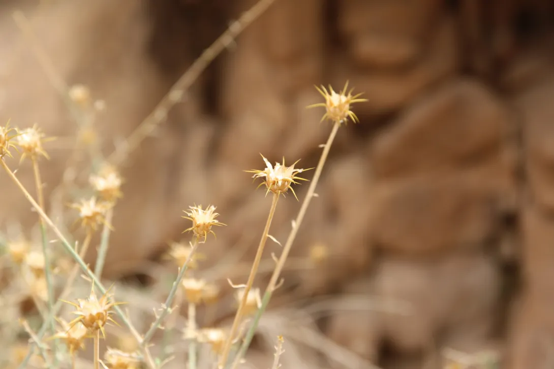 Centaurea scoparia fruits